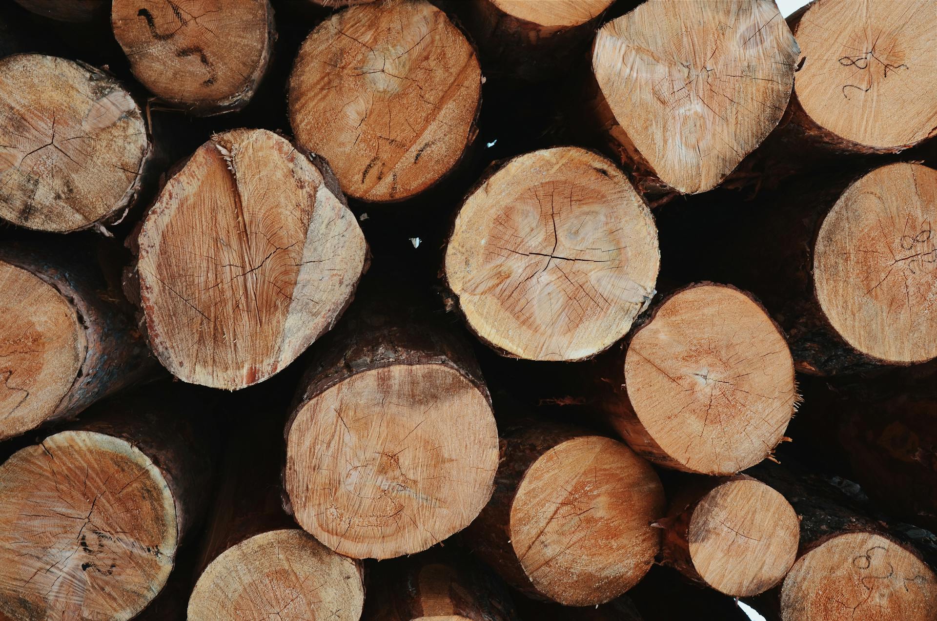 Waarom Douglas hout zo populair blijft voor overkappingen en tuinprojecten