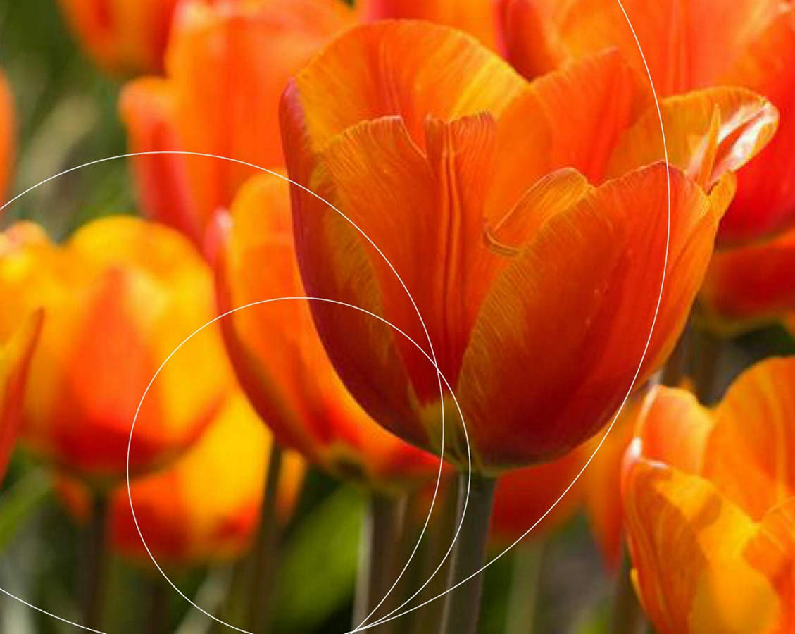 Eerste internationale wetenschappers via het Tulp Fonds naar Nederland
